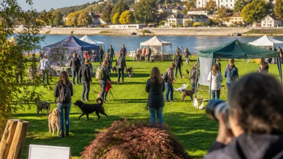 Pfotentreff auf der Pionierinsel: Klosterneuburg lädt Hundebesitzer zum Austausch ein