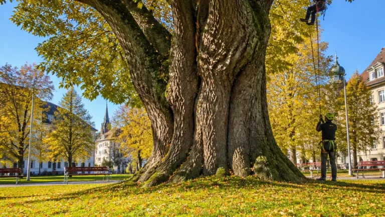 120 Jahre alte Winterlinde im Khevenhüllerpark wird Naturdenkmal