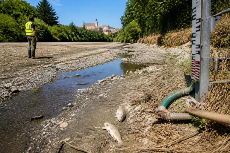 Thaya im Sommerstress: Niedrigwasser und Sorge um Fischbestand im Bezirk