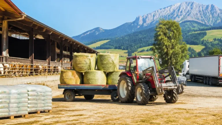 Dürre zwingt Salzburger Milchbauern zu Rinderschlachtungen und teurem Zukauf