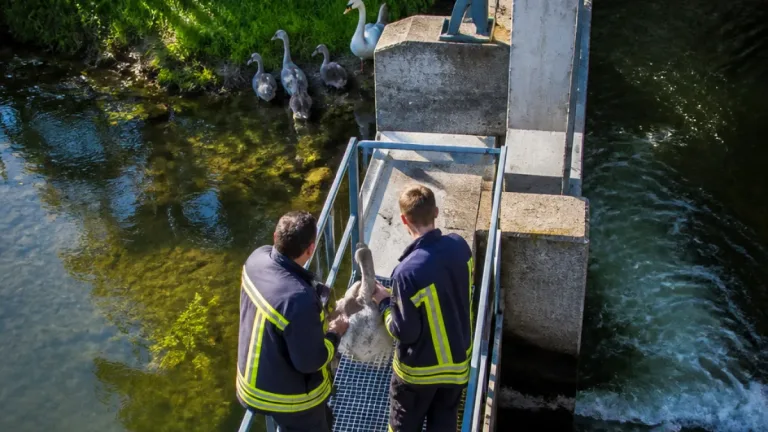 Feuerwehr vereint Jungschwan wieder mit Familie am Welser Mühlbach