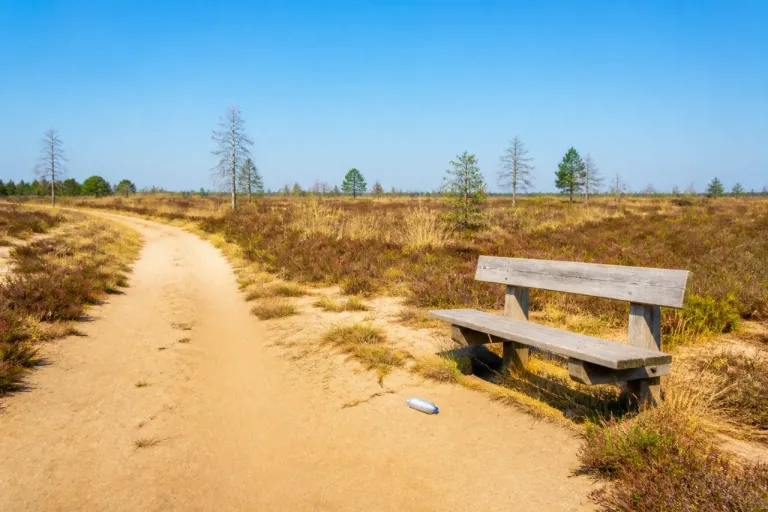 Lieberoser Heide: Im Hochsommer Vorsicht – Hitze und kaum Schatten machen Ausflüge riskant