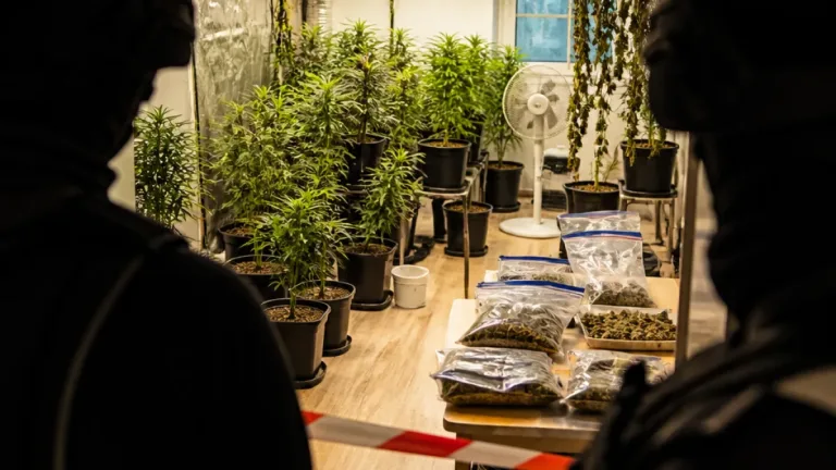 Große Cannabis-Aufzucht im Wohnhaus in Perg entdeckt