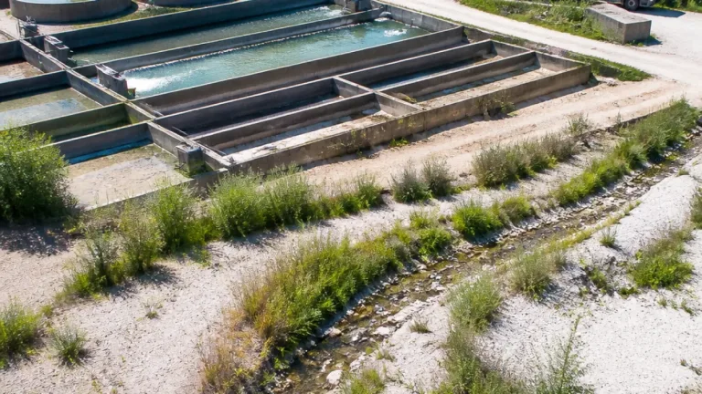 Heißer Sommer setzt Fischzuchten in Saalfelden unter Druck