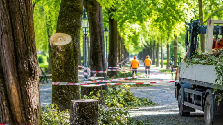 Stadt Klagenfurt lässt aus Sicherheitsgründen 20 Altbäume fällen