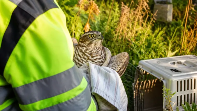 Verletzter Habicht in Sipbachzell gesichert: Tierrettung brachte Vogel in Versorgung