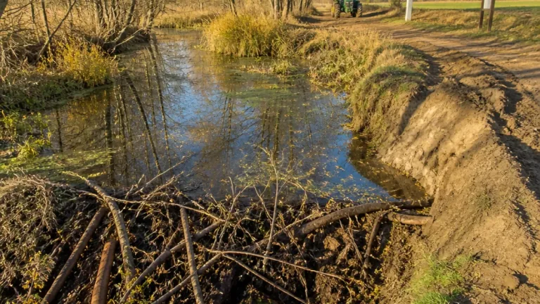 Wasserfragen am Runzenbach: Konflikt zwischen Biberdämmen und landwirtschaftlicher Nutzung in Hollabrunn